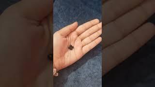 diy snake ring #adeeba fatima#viral video#video #viral