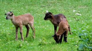 3 Cameroon Sheep Lambs