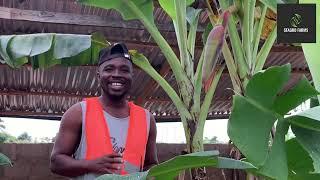 THESE ARE SOME OF THE INTERESTING THINGS ABOUT BANANA FARMING #banana #agriculture