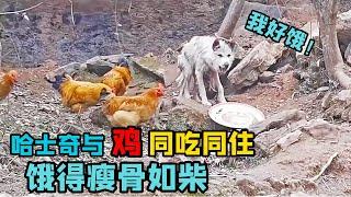 哈士奇與雞同吃同住，餓得骨瘦如柴，主人百萬家產不願花錢救！