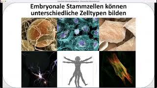 Fragen an die Wissenschaft: Stammzellen als Werkzeuge für die regenerative Medizin?