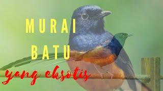 MURAI BATU  II  KICAUAN YANG NYARING DAN KHAS