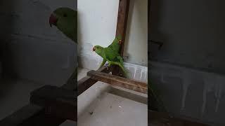 ##myparrots #mitthu #parrotslover #cute #parrottalking