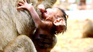 BABY MONKEY VIDEO // NEWBORN BABY JASPER IS TELLING MOM HE IS SO HUNGRY FOR MILK// BEAUTIFUL LIFE