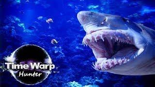 Great White Documentary - White Pointer Shark