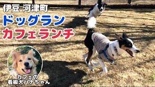 【伊豆河津町】友達犬とドッグランとカフェで大はしゃぎ