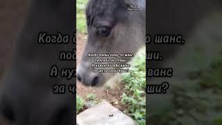 цитаты #лошади #омархайям #афоризмы #красивоевидео
