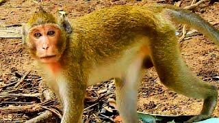 OMG! A Child Monkey Of Jane Monkey Is Very Strange And Look So Pity #Monkeys/# Baby Monkey