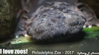 Philadelphia Zoo Hellbender Comes Closer