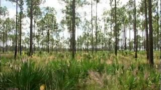 Florida Panther National Wildlife Refuge