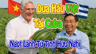  Dưa Hấu Việt Trồng Ở Cuba: Ngọt Lành Từ Tình Hữu Nghị