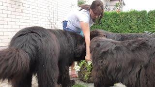 Just an ordinary day /Newfoundland dogs and me