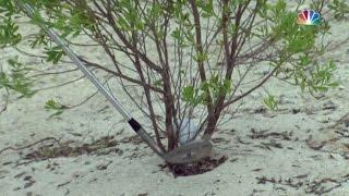 Bill Haas’ incredible recovery shot from a bush at the Hero World Challenge