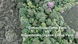 What's the Difference? -Conventional Vs. Shade Grown Coffee