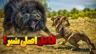 ۶ قاتل اصلی شیر که باورتان نمیشود |حیوانات قوی که شیر نمیخواهد با آنها روبه رو شود