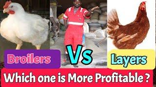 Broilers or Layers? Which one is more Profitable for a starting poultry farmer?