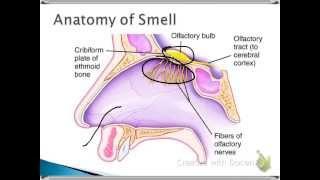 Human Sense of Smell