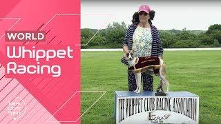 Dog Racing Whippets! | Trans World Sport