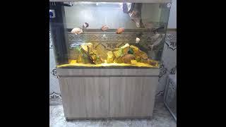 متوفر خدمه توصيل مكاني بغداد الحسينيه ٠٧٧٢٣٦٤٠٩٨١واتساب