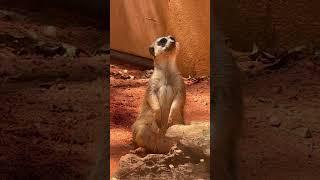 Timon #meerkat