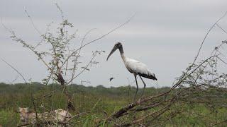 Birds and Other Wildlife in Belize, April 2024 - PART 2 (slideshow)