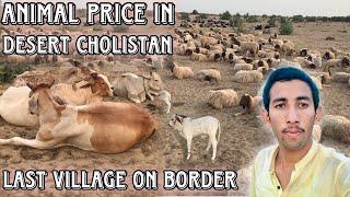 Cholistani Animal Price in Desert Of Cholistan Last Village in Desert | Shahzad cholistani |