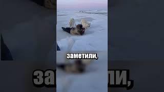 Приличные Волки