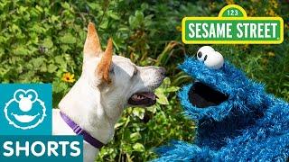 Sesame Street: Cookie Monster Helps Doggie Friend Find a Home with Dodo Kids!
