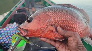 MJ & Grouper fishing with zman soft lures in Andaman mangroves tips for Beginners in Hindi