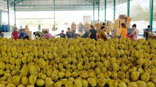 2023 Durian, Jackfruit, Coconut Farm Harvest Collection