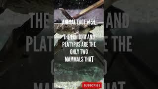 Discover Mind-Blowing echidna and platypus Facts in 1 Minute | Bite-Sized Wildlife Knowledge!