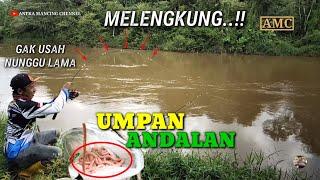 KAGET..!!!Baru Lempar Joran Langsung Digondol||Mancing Umpan Usus Ayam