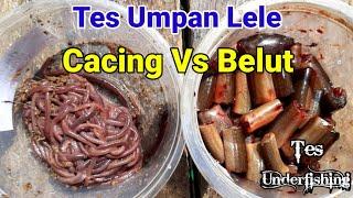 Tes Umpan Lele Cacing Vs Belut Bagus mana | Underfishing