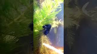 Peixe Betta azul se escondendo no tanque plantado #fishtank #fish #satisfying #diy #shorts #short