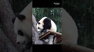 Ruibao refuses to go out on rainy days, while Huibao is alone in the rain️#pandalovers #Panda