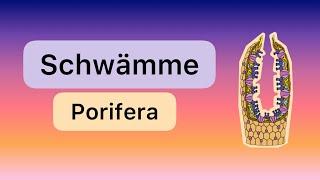 Schwämme (Porifera)