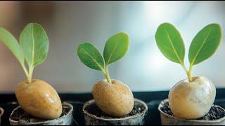 The Amazing Life Cycle of a Plant! From Seed to Sprout!