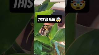 Fish Not Found .........#fishtank#fish#guppy#guppyfish#mollyfish#minizoo#petsvlog#crayfish#fishpond