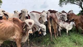 Genética mejorada del Gyr con características Lecheras | El Salvador en el Campo #gyr #vacas