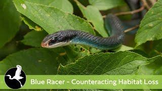 Essex County Nature Meeting - Blue Racer - Counteracting Habitat Loss