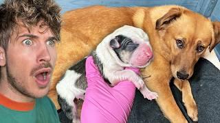 My Golden Retriever Gives Unexpected Birth To RARE Puppies!