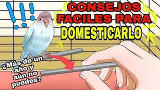 SENCILLOS CONSEJOS PARA DOMESTICAR A TU PERIQUITO FACILMENTE