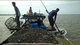 MENANGKAP KERANG BAGANSIAPIAPI HASIL MELIMPAH