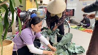 Harvest giant cauliflower fields and sell them at the market - Thao Harvesting