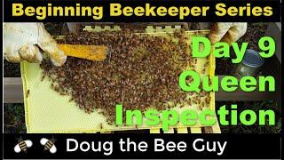 Beginning Beekeeping Series Episode 9: Day 9 Queen Inspection