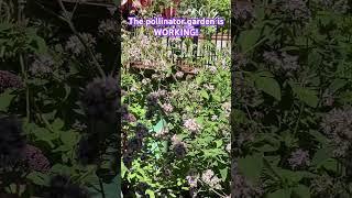 Some plants I plant for me. Some plants I plant for bees. They love the blooming oregano!