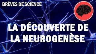 [Brèves de Science] La découverte de la neurogenèse - Science et Vie TV