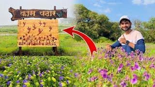 कास पठार.... सातारा  Kaas Pathar Latest Video / kaas plateau / valley of flowers #vlog #sahyadri