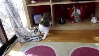 The cat learns to play fetch