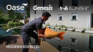 Modern Koi Blog #5527 - Auslieferung von Harrys 97 cm Karashigoi